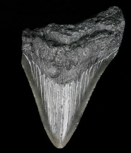 Partial, Megalodon Tooth - Georgia #56725